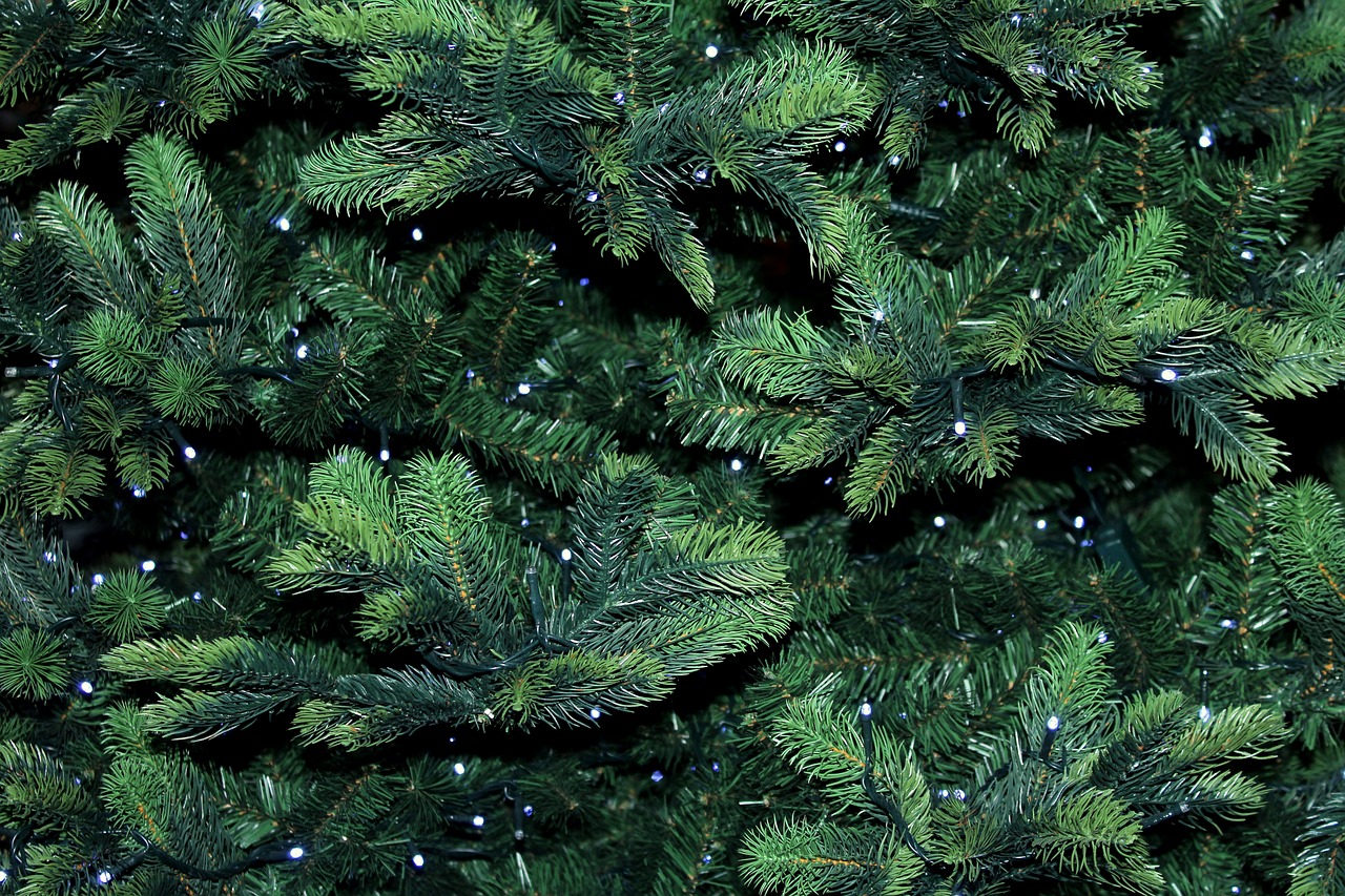 this image shows bush Christmas lights in Folsom, CA